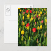 Colorful Tulips Briefkaart (Voorkant / Achterkant)