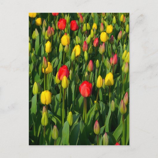 Colorful Tulips Briefkaart (Voorkant)
