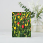 Colorful Tulips Briefkaart (Staand voorkant)