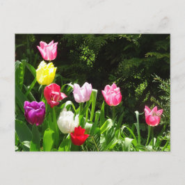 Colorful Tulips DIY Briefkaart
