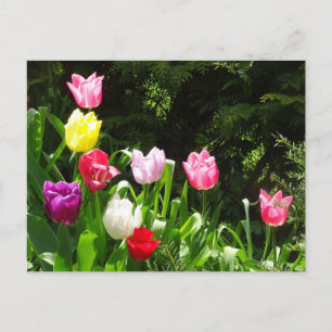 Colorful Tulips DIY Briefkaart