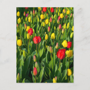Colorful Tulips II Briefkaart