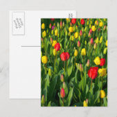 Colorful Tulips II Briefkaart (Voorkant / Achterkant)