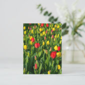 Colorful Tulips II Briefkaart (Staand voorkant)