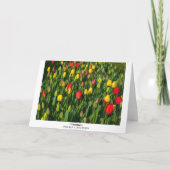 Colorful Tulips Kaart (Achterkant)
