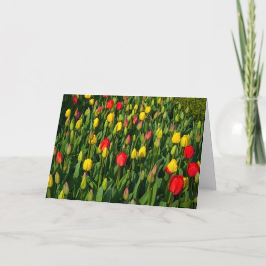 Colorful Tulips Kaart (Voorkant)