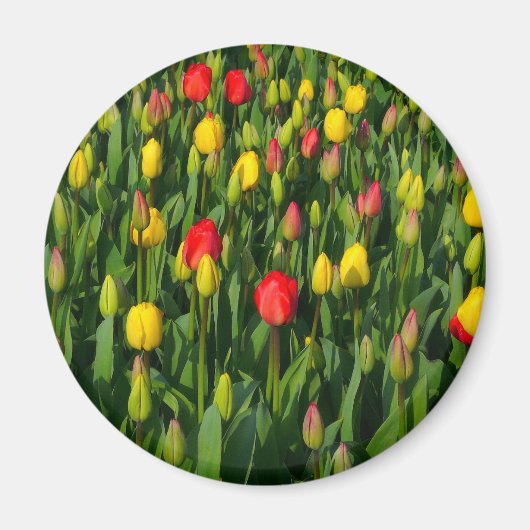 Colorful Tulips Magneet (Voorkant)