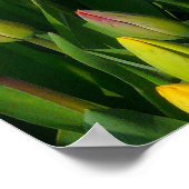 Colorful Tulips Poster (Hoek)