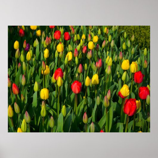 Colorful Tulips Poster (Voorkant)