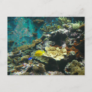 Colorful Undersea World/Coral Reef Marine Life L Briefkaart