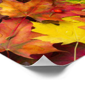 Colorful Vibrant Autumn laat Natuur fotografie ach Poster (Hoek)