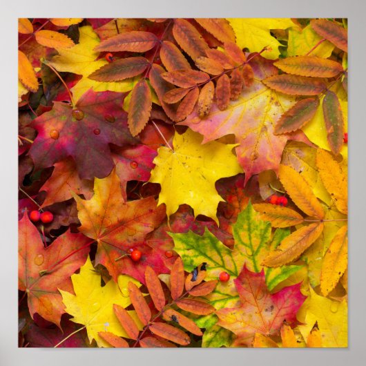 Colorful Vibrant Autumn laat Natuur fotografie ach Poster (Voorkant)