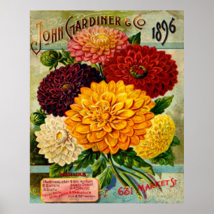 Colorful Vintage Dahlia Flowers Poster