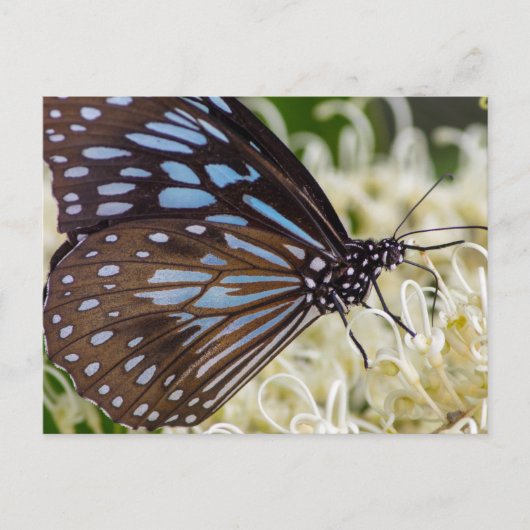 Colorful Visitor Briefkaart (Voorkant)