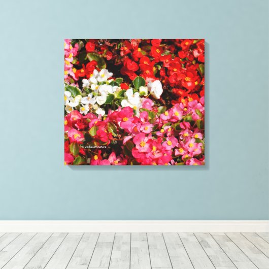 Colorful Wax Begonias Canvas Afdruk (Insitu (Houten vloer))