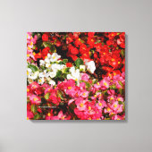 Colorful Wax Begonias Canvas Afdruk (Voorkant)