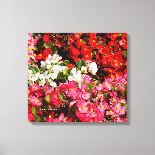 Colorful Wax Begonias Canvas Afdruk (Voorkant)