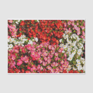 Colorful Wax Begonias Tissuepapier