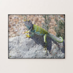 Colorful Western Collared Lizard On Rock Photo Legpuzzel