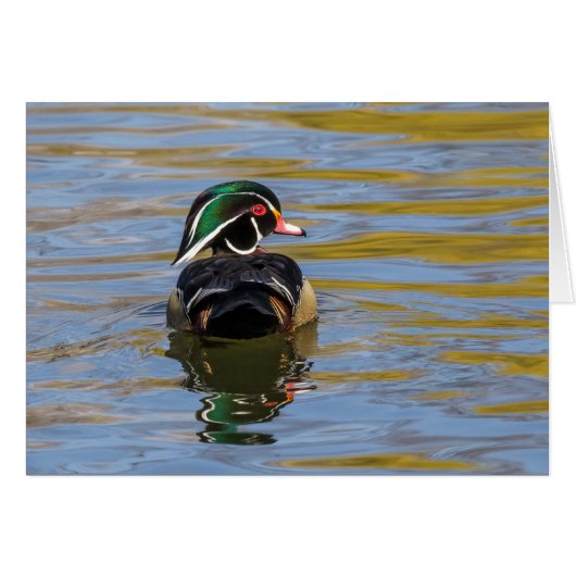 Colorful Wood Duck (Voorkant Horizontaal)