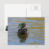 Colorful Wood Duck Briefkaart (Voorkant / Achterkant)