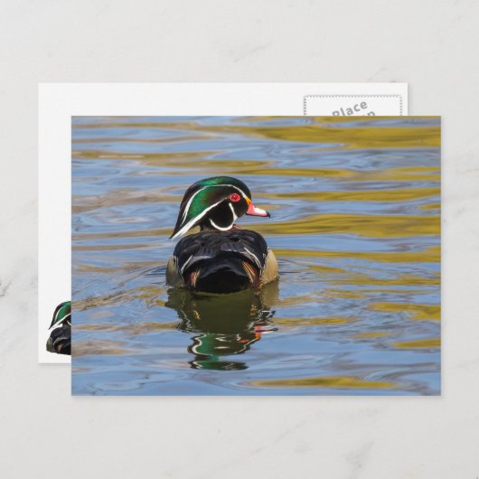 Colorful Wood Duck Briefkaart (Voorkant / Achterkant)