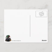 Colorful Wood Duck Briefkaart (Achterkant)