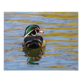 Colorful Wood Duck Foto Afdruk