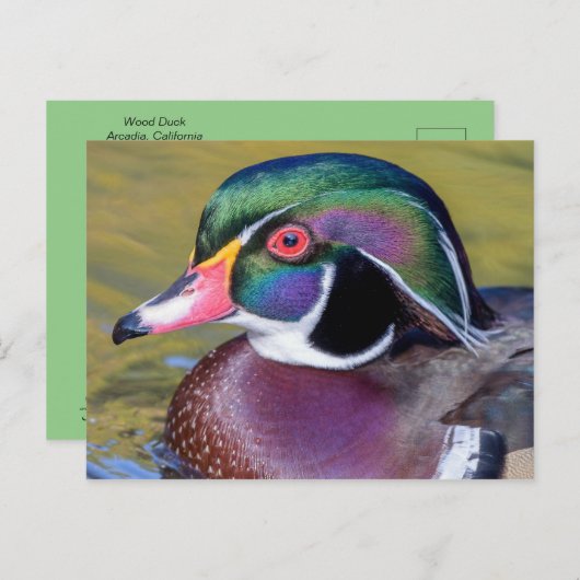 Colorful Wood Duck sluit af Briefkaart (Voorkant / Achterkant)
