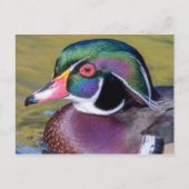 Colorful Wood Duck sluit af Briefkaart (Voorkant)