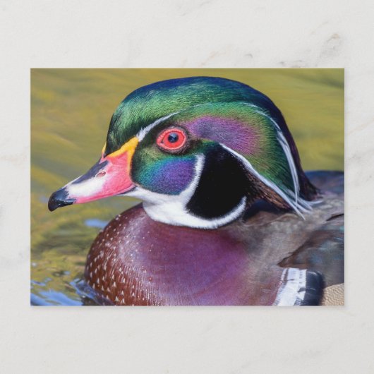 Colorful Wood Duck sluit af Briefkaart (Voorkant)