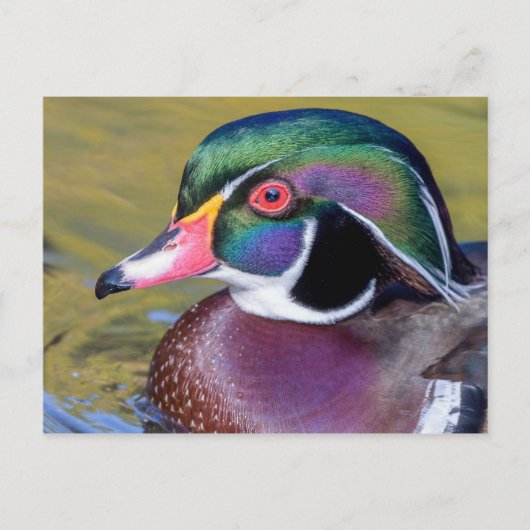 Colorful Wood Duck sluit af Briefkaart (Voorkant)
