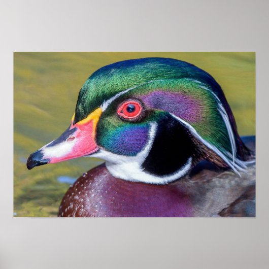 Colorful Wood Duck sluit af Poster (Voorkant)