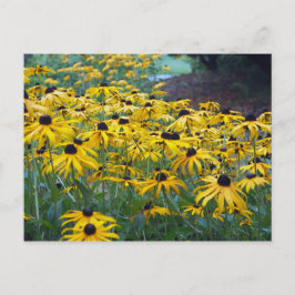 Colorful Yellow Black Eyed Susan Floral Foto Briefkaart