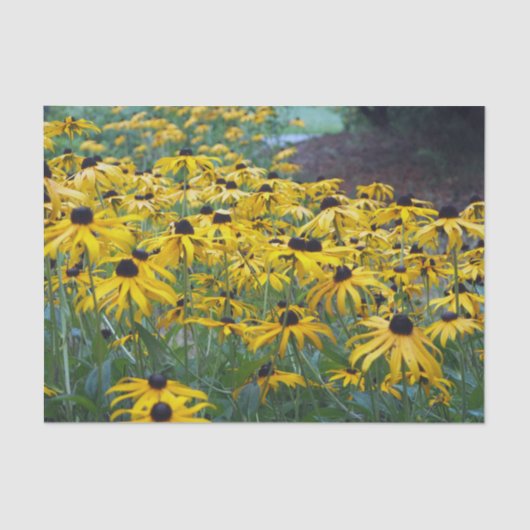 Colorful Yellow Black Eyed Susan Floral Foto Tissuepapier (Voorkant)