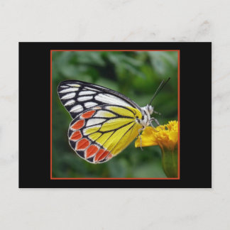 Colorful Yellow Butterfly Briefkaart