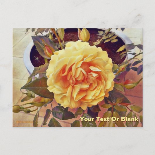 Colorful Yellow Rose Briefkaart (Voorkant)