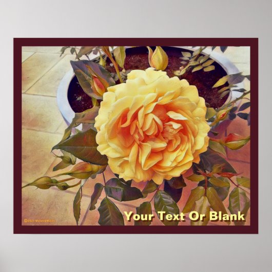 Colorful Yellow Rose Poster (Voorkant)