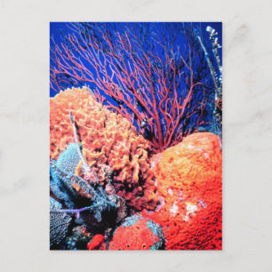 Colorful Zee Sponge Briefkaart