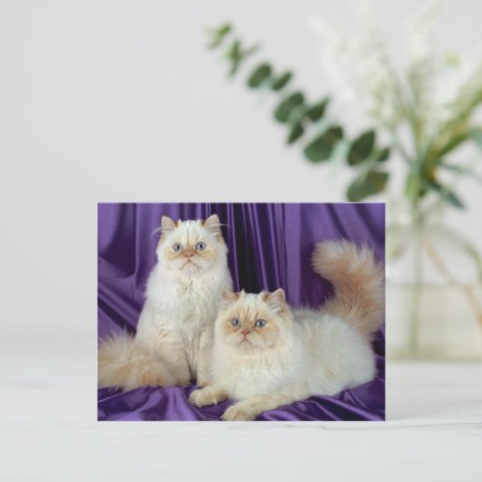 Colorpoint Longhair, crèmekleurpunt Briefkaart (Staand voorkant)