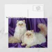 Colorpoint Longhair, crèmekleurpunt Briefkaart (Voorkant / Achterkant)