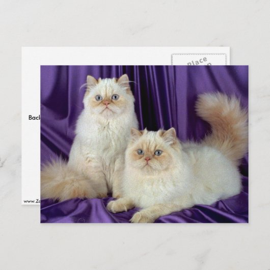 Colorpoint Longhair, crèmekleurpunt Briefkaart (Voorkant / Achterkant)