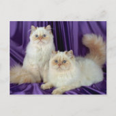 Colorpoint Longhair, crèmekleurpunt Briefkaart (Voorkant)