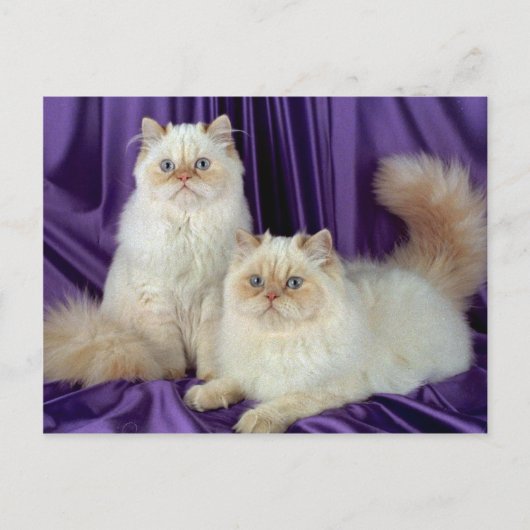 Colorpoint Longhair, crèmekleurpunt Briefkaart (Voorkant)