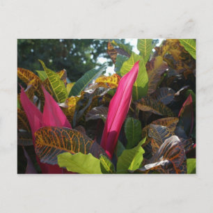 Colors of Bucerias, Mexico Briefkaart