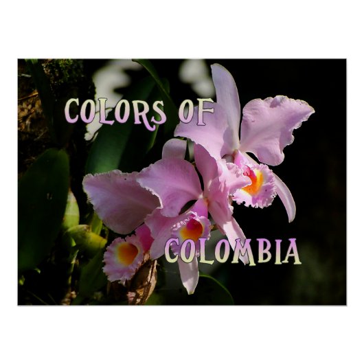 Colors of Colombia Cattleya Orchid Poster Print (Voorkant)