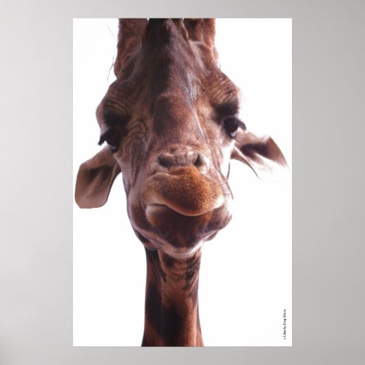 COLOSSALE POSTERS - GIRAFFE GEZICHT - HUMOR FOTO (Voorkant)
