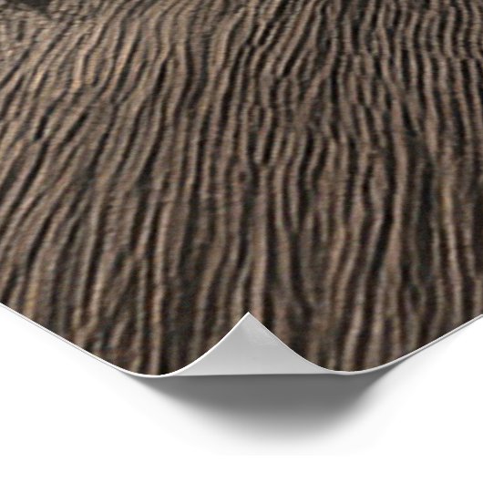 Colosseum in rome with warm sunset light poster (Hoek)