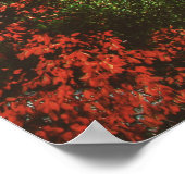 Colosseum, Rome, Italië Poster (Hoek)