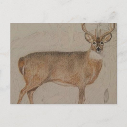 Colour Deer Briefkaart (Voorkant)